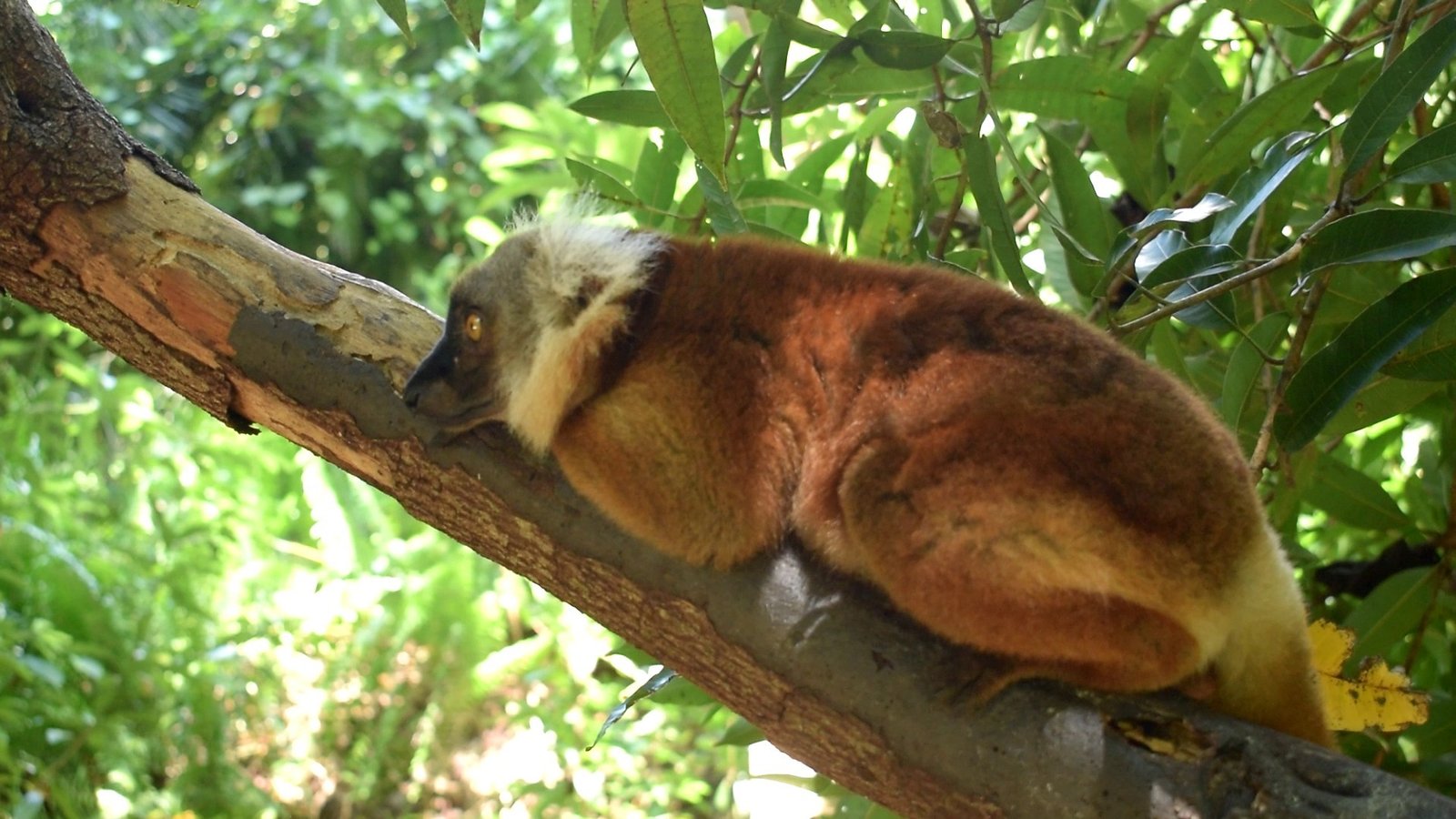 indri brevicaudatus chat lemur queue nosybe 3