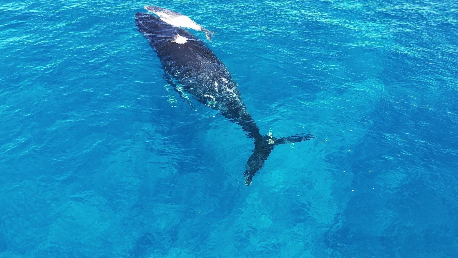 rorqual gris baleine grise poisson nosykomba