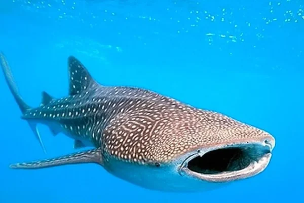 À la Rencontre des Baleines et Requins-Baleines