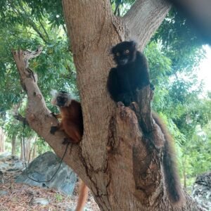 Parc Lokobe : L’Excursion Incontournable à Nosy Be