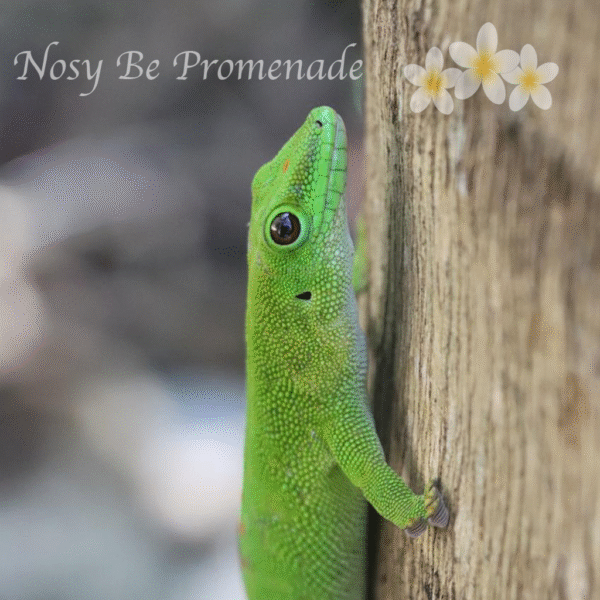 petit geko