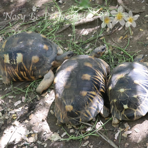 tortue