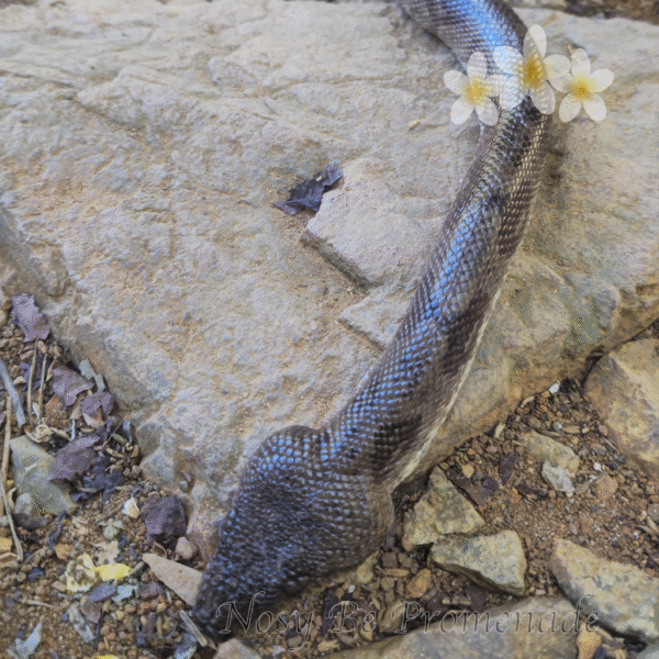 excursion nosy komba parc serpent