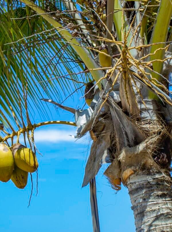 bord-mer-cote-jackfruit-coast-madagascar