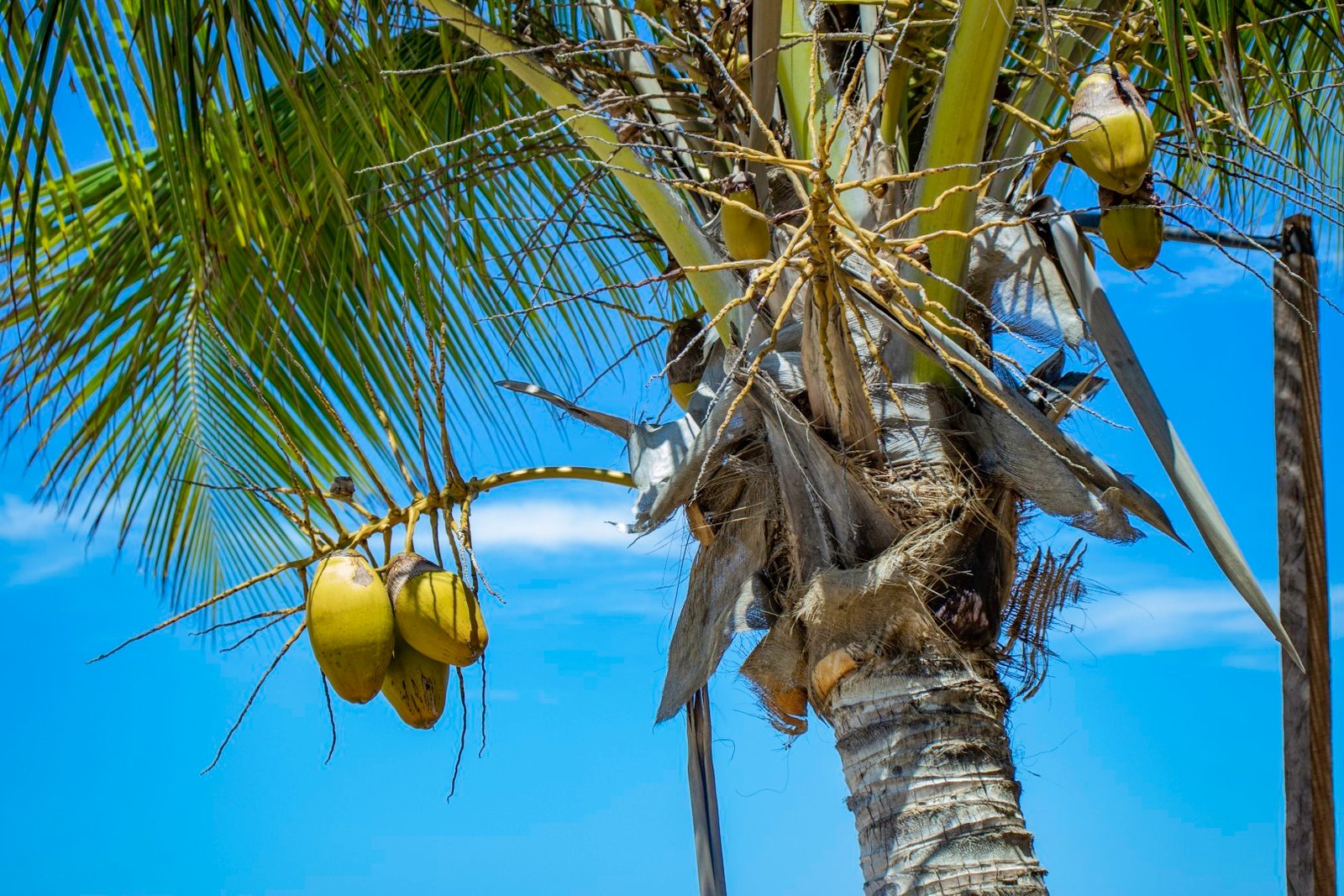 bord mer cote jackfruit coast madagascar